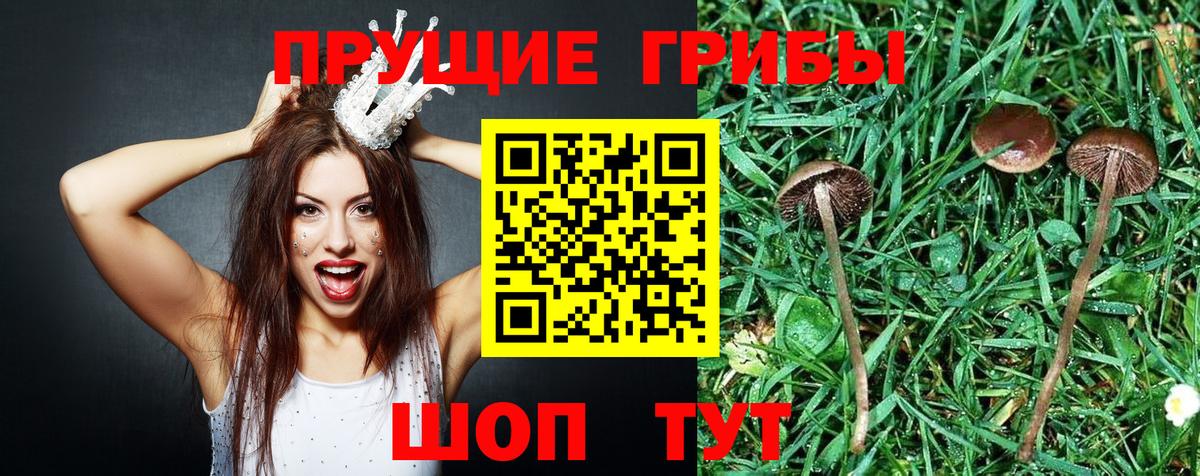 купить наркотик  Вход с VPN  Куйбышев  Галлюциногенные грибы мицелий  Галлюциногенные грибы Psilocybine cubensis 